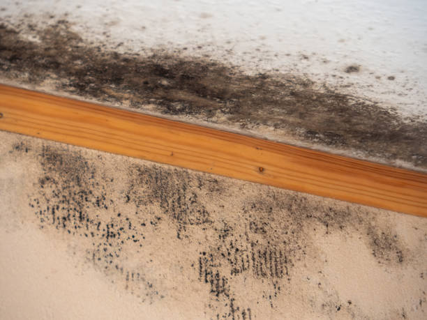 Best Mold Damage Restoration  in Lake Belvedere Estates, FL