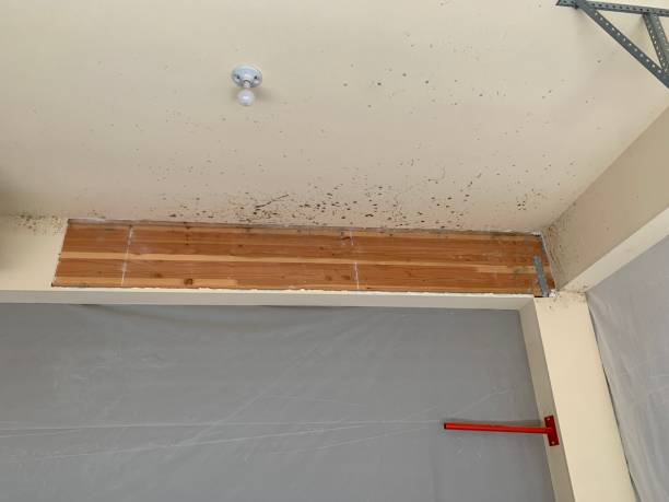Best HVAC Mold Inspection and Cleaning  in Lake Belvedere Estates, FL